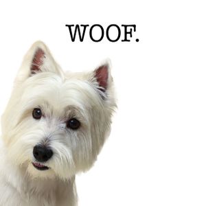 Series of white West Highland Terrier dog portraits against white background.