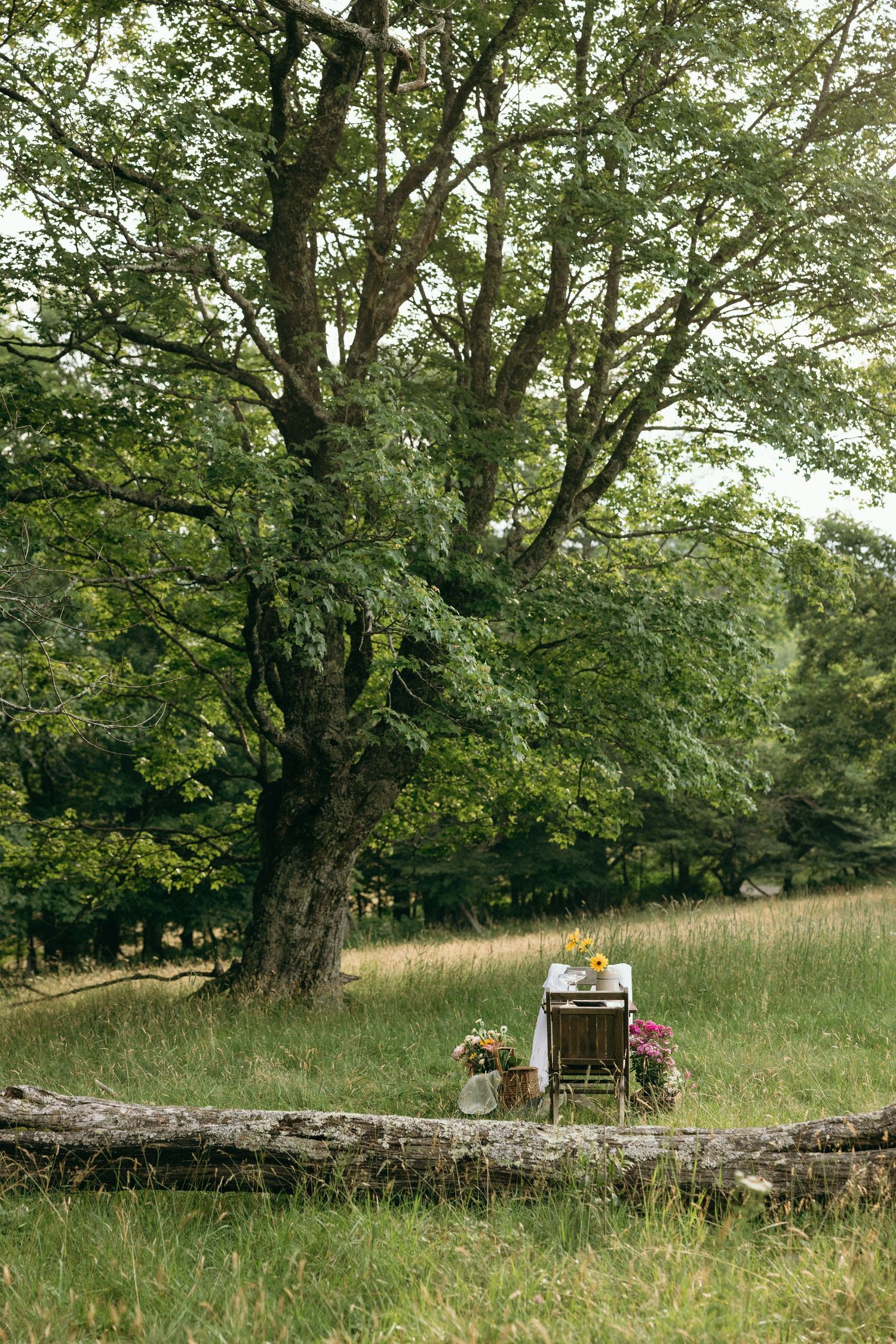 A rustic outdoor setup with chairs and flowers under a large tree in a grassy field. Luxury Estate Wedding Photographer in NC
