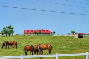 Brown horses grazing in a green pasture with a red-roofed ranch house on the hill in Kentucky countryside.