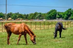 Four horses grazing in a green pasture with wooden fencing on a sunny day.