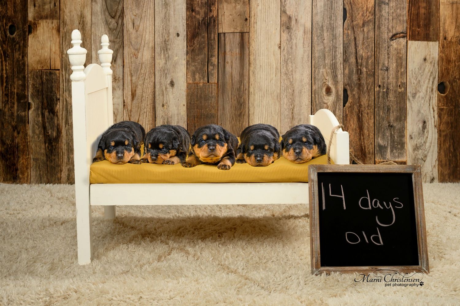 Five black puppies lying in a row on a white bench with a chalkboard sign showing '14 days old'.
