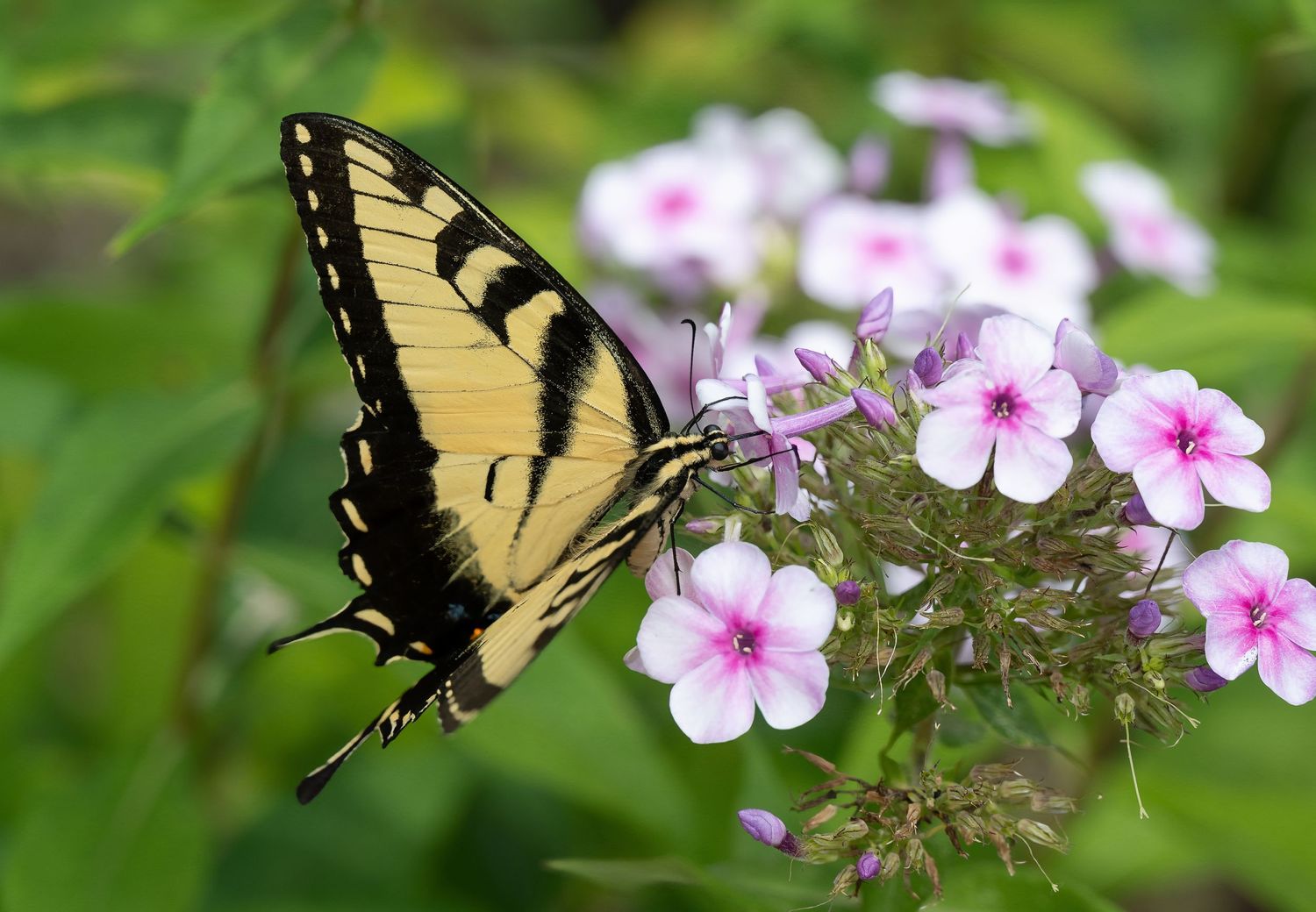 Eastern Tiger Swallowtail butterfly feeding on pink phlox flowers in a garden.