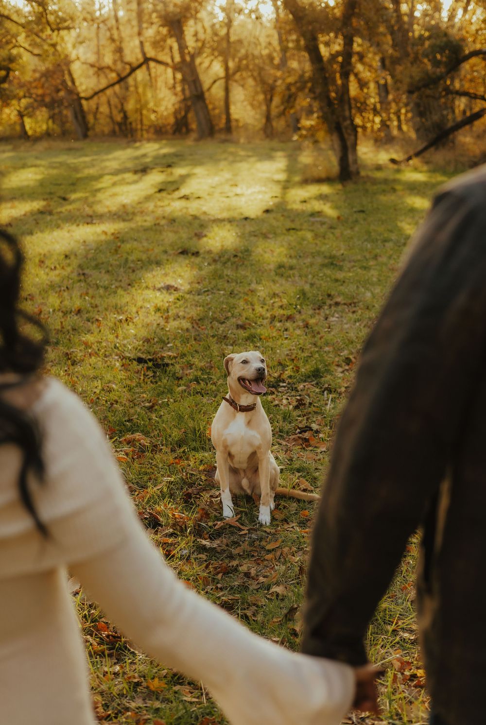 Two dogs playing together in a sunlit autumn forest with fallen leaves scattered on the ground.