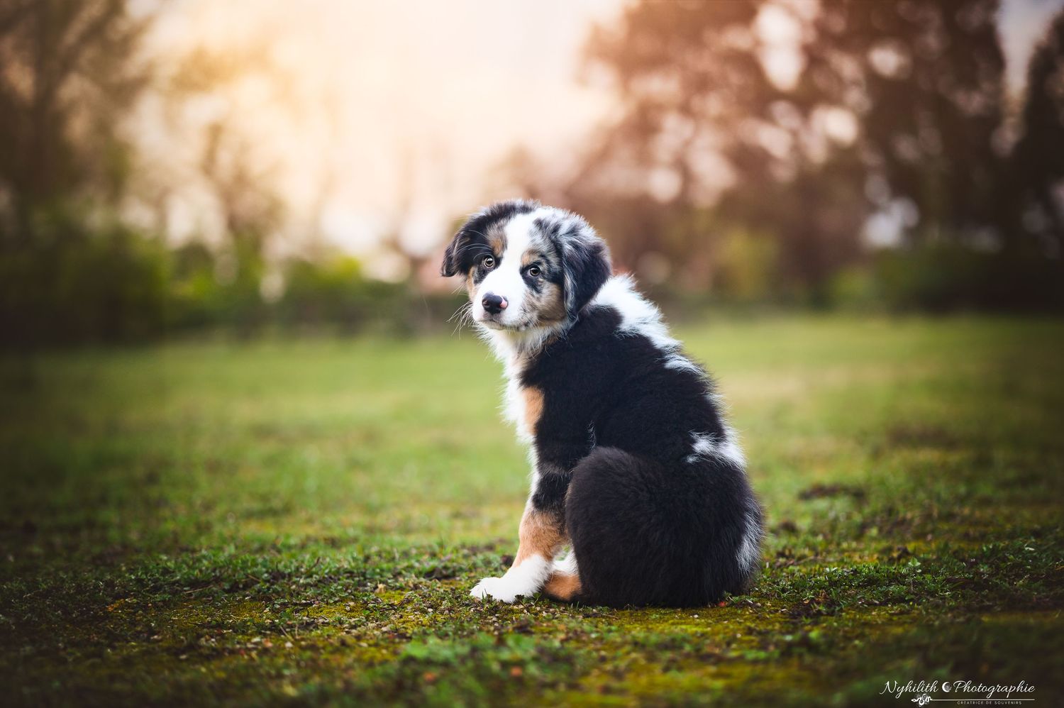 Séance photo chiot - Photographe chiot en Meuse