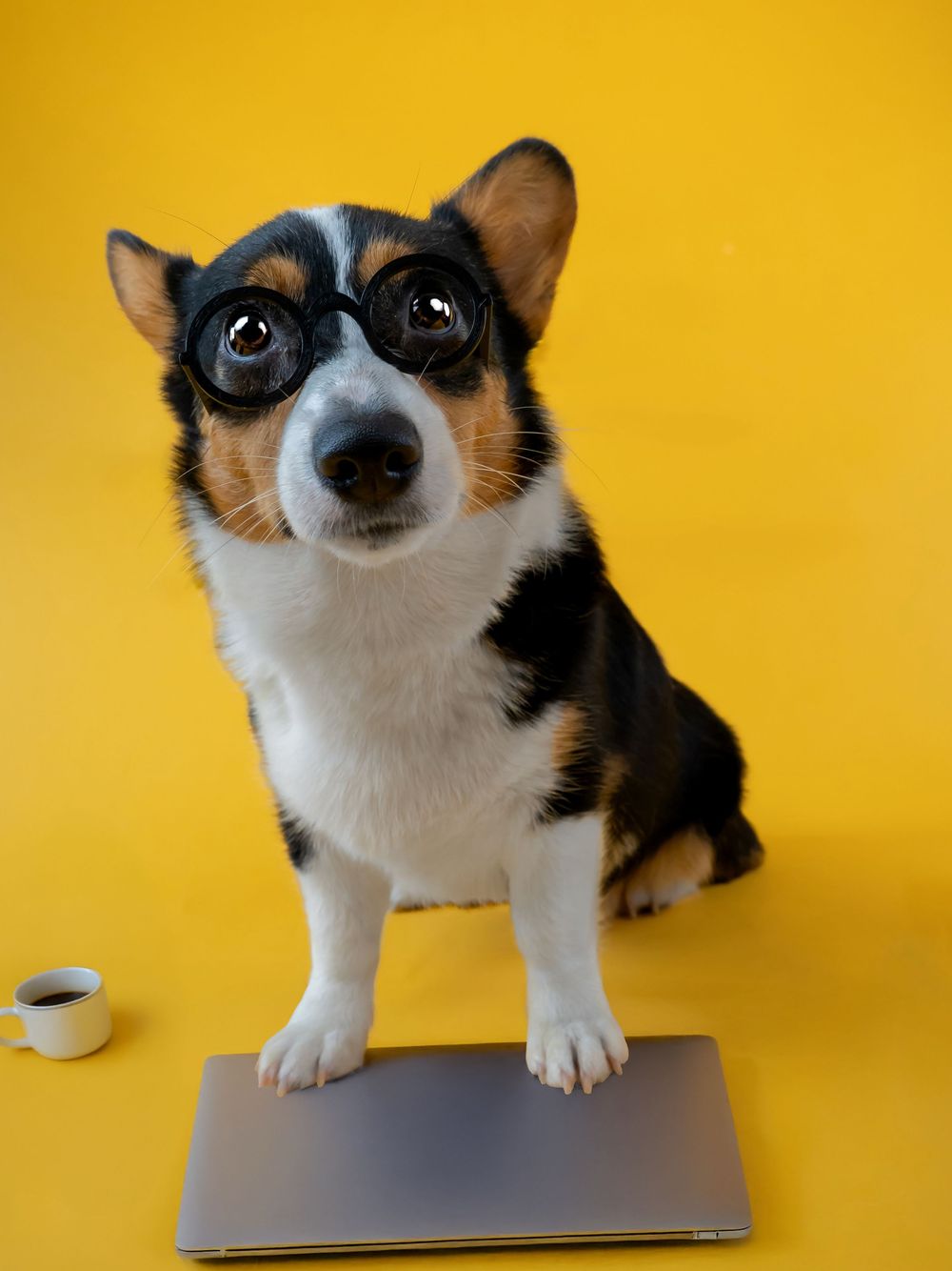 Curious Corgi dog with tri-colored coat exploring a laptop against bright yellow background. Morgantown wv