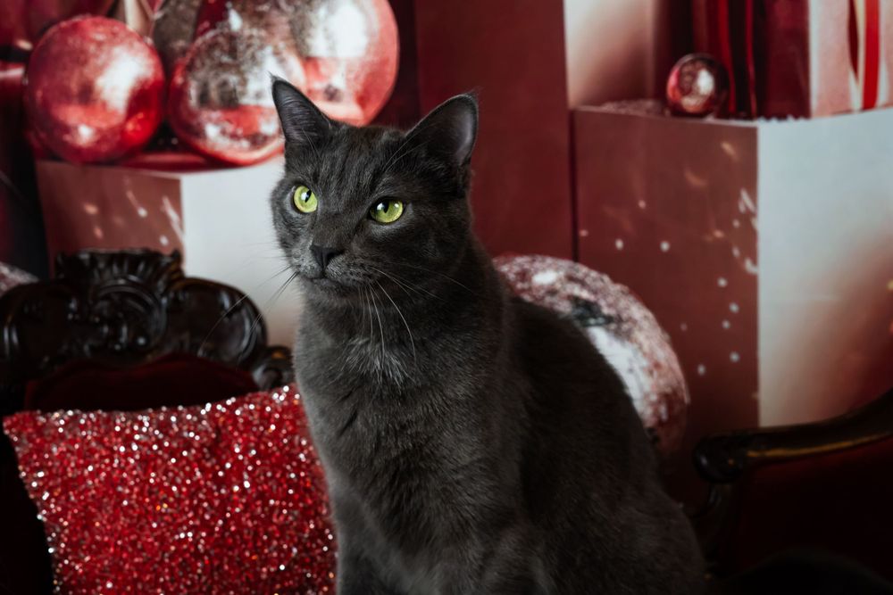 Black and white cats posing with red Christmas ornaments and decorative displays.