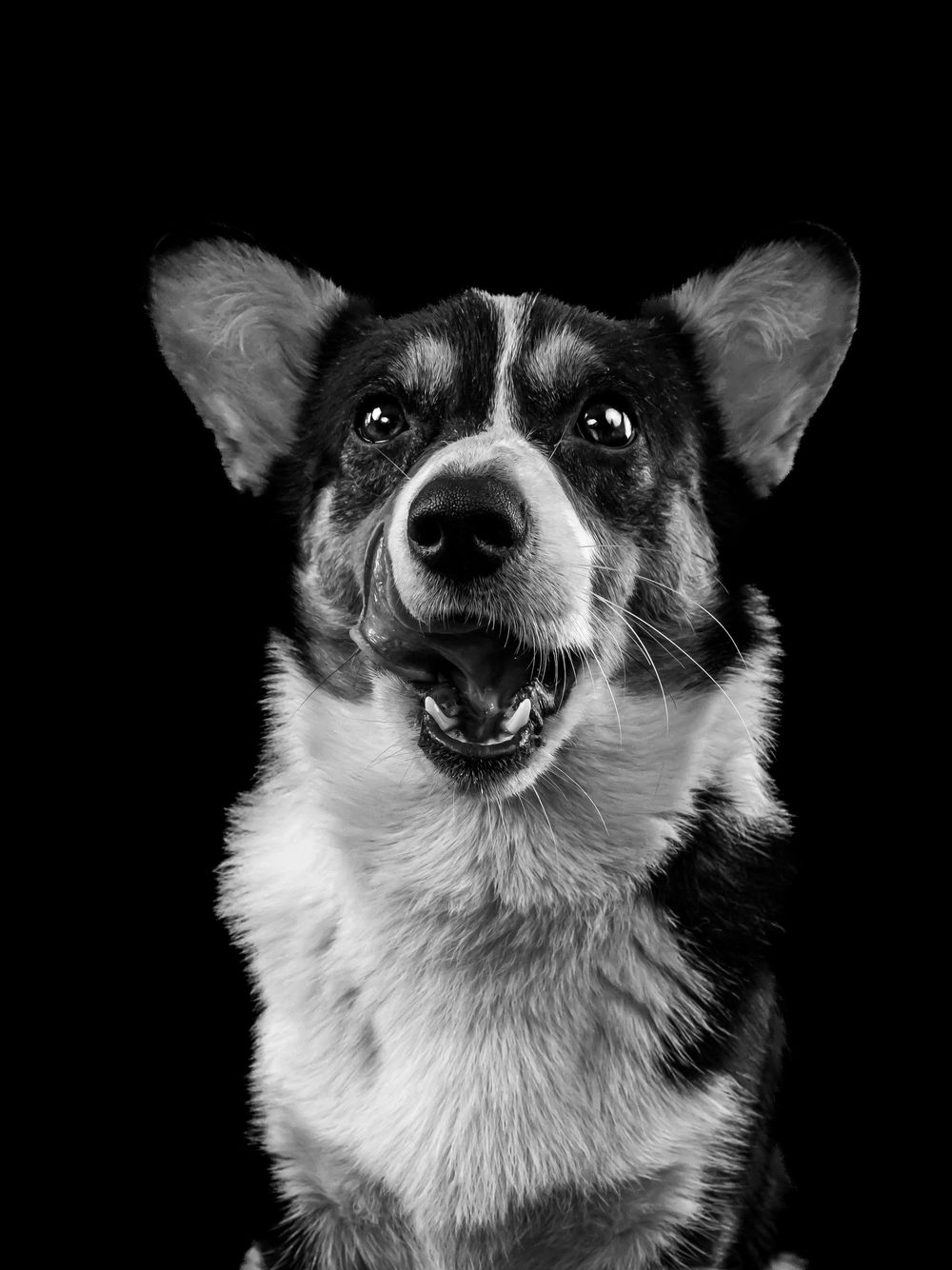 Monochrome portrait of a smiling Corgi dog with alert ears against black background.