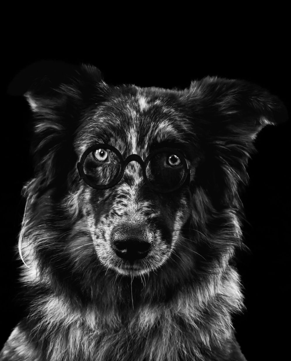 Black and white portrait of an Australian Shepherd with striking eyes and mottled fur.