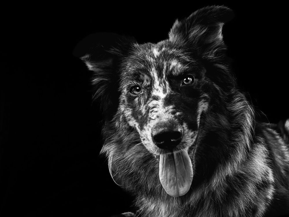 Black and white photograph of a happy Australian Shepherd with spotted fur and tongue out.