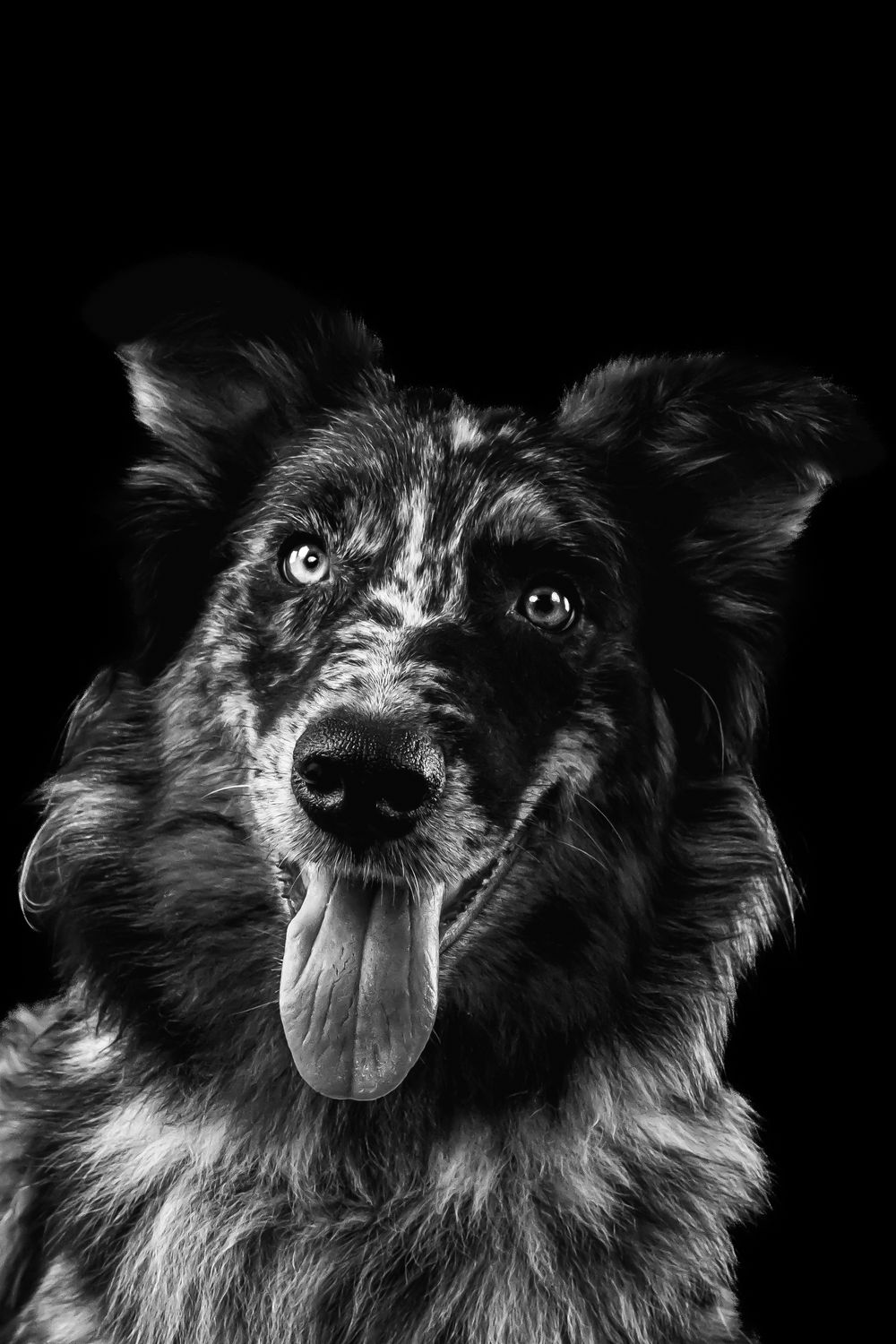 Australian Shepherd dog captured in black and white with tongue out and expressive eyes.