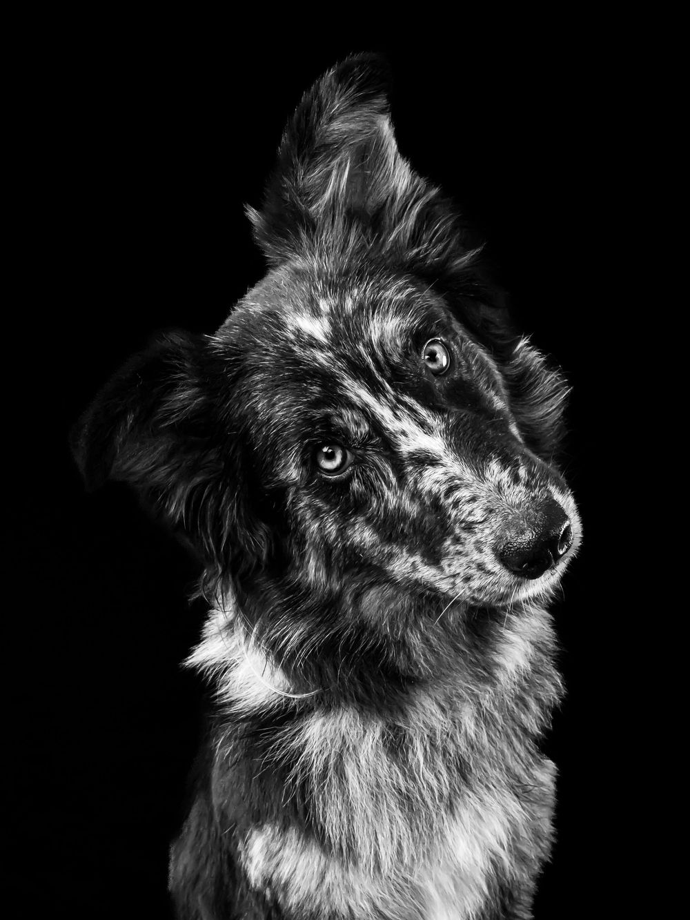 Artistic black and white shot of an Australian Shepherd tilting head with attentive expression.