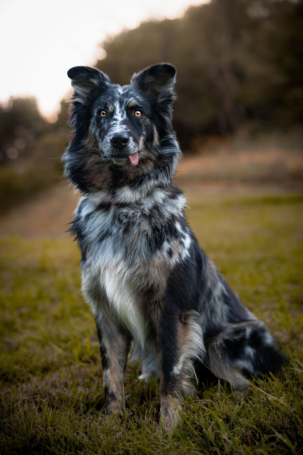 A beautiful Border Collie with striking blue-gray and white fur sits attentively on grass during golden hour. Fairview wv