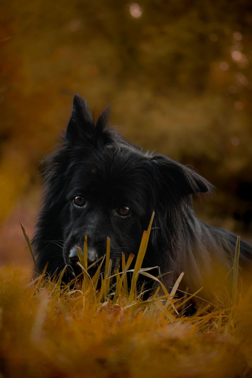 Black dog with piercing eyes peeks through golden autumn grass against a warm bokeh background. Morgantown wv