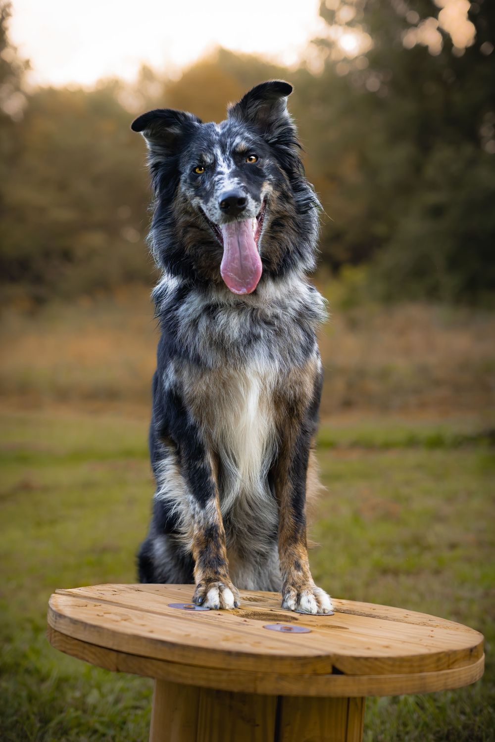 Border collie dog sits on a wooden table outdoors at golden hour displaying a variety of playful expressions. Fairview wv
