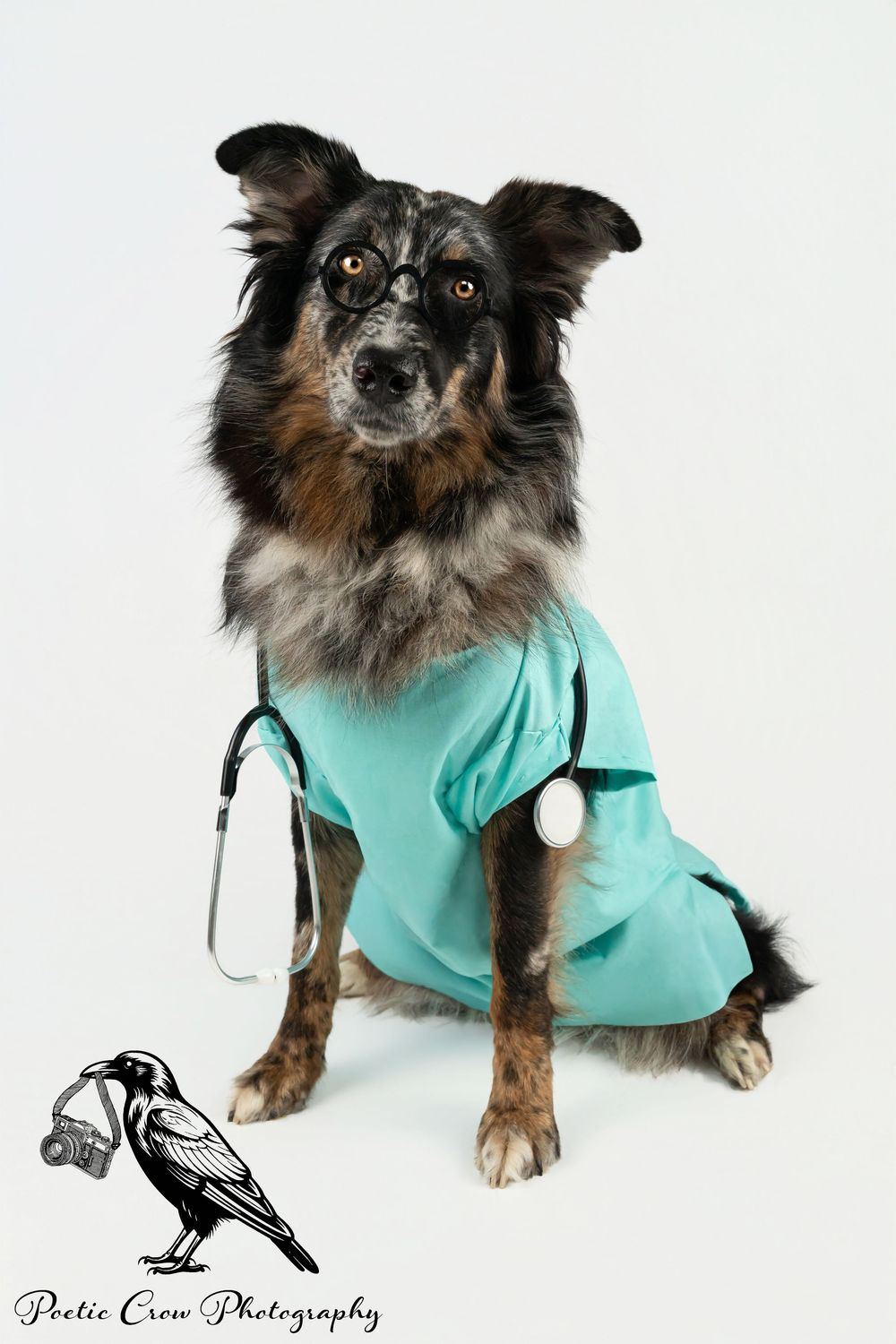 Long-haired Australian shepherd dog wearing turquoise medical scrubs poses in multiple shots against white background. Fairview wv
