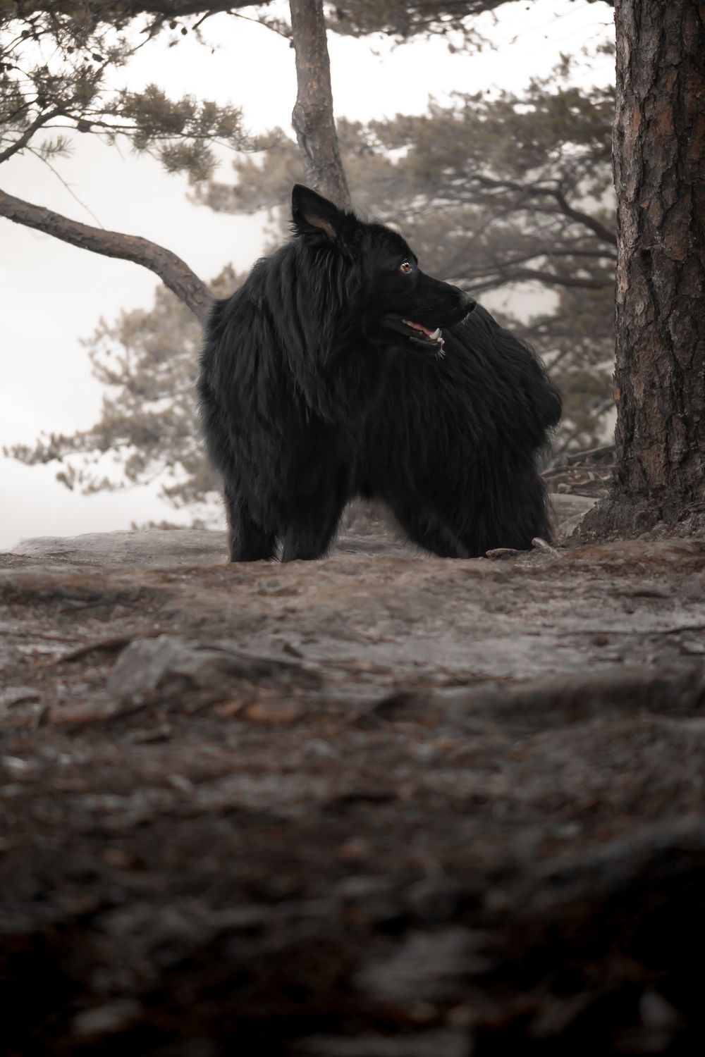 Two black Belgian Shepherds resting together among pine trees in a moody forest landscape. Beauty mountain