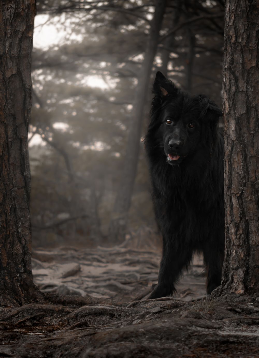Black Belgian Shepherd dog stands alert in a misty forest setting with tall trees in the background. Beauty mountain