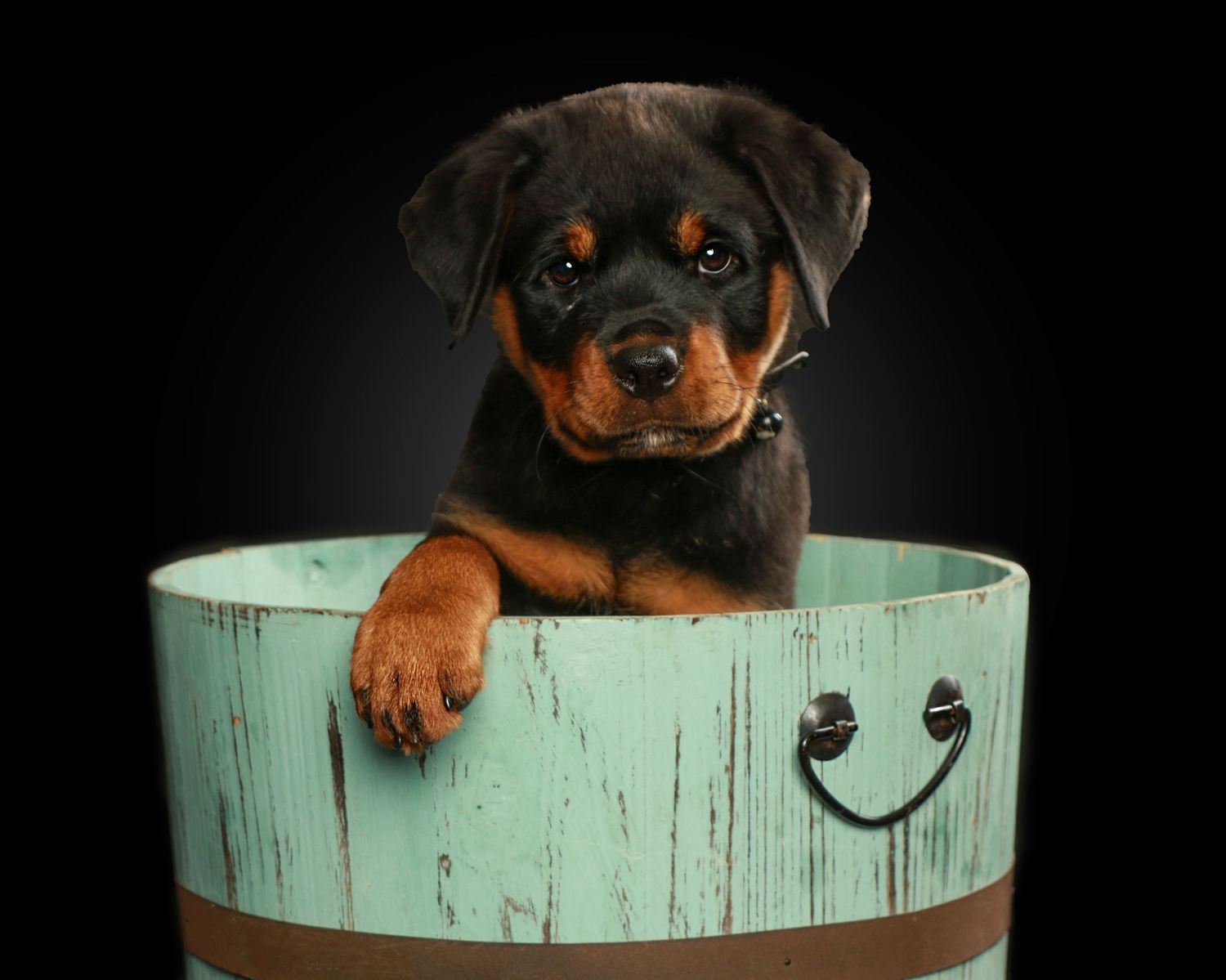 Calm dog posing during professional in-studio photo session