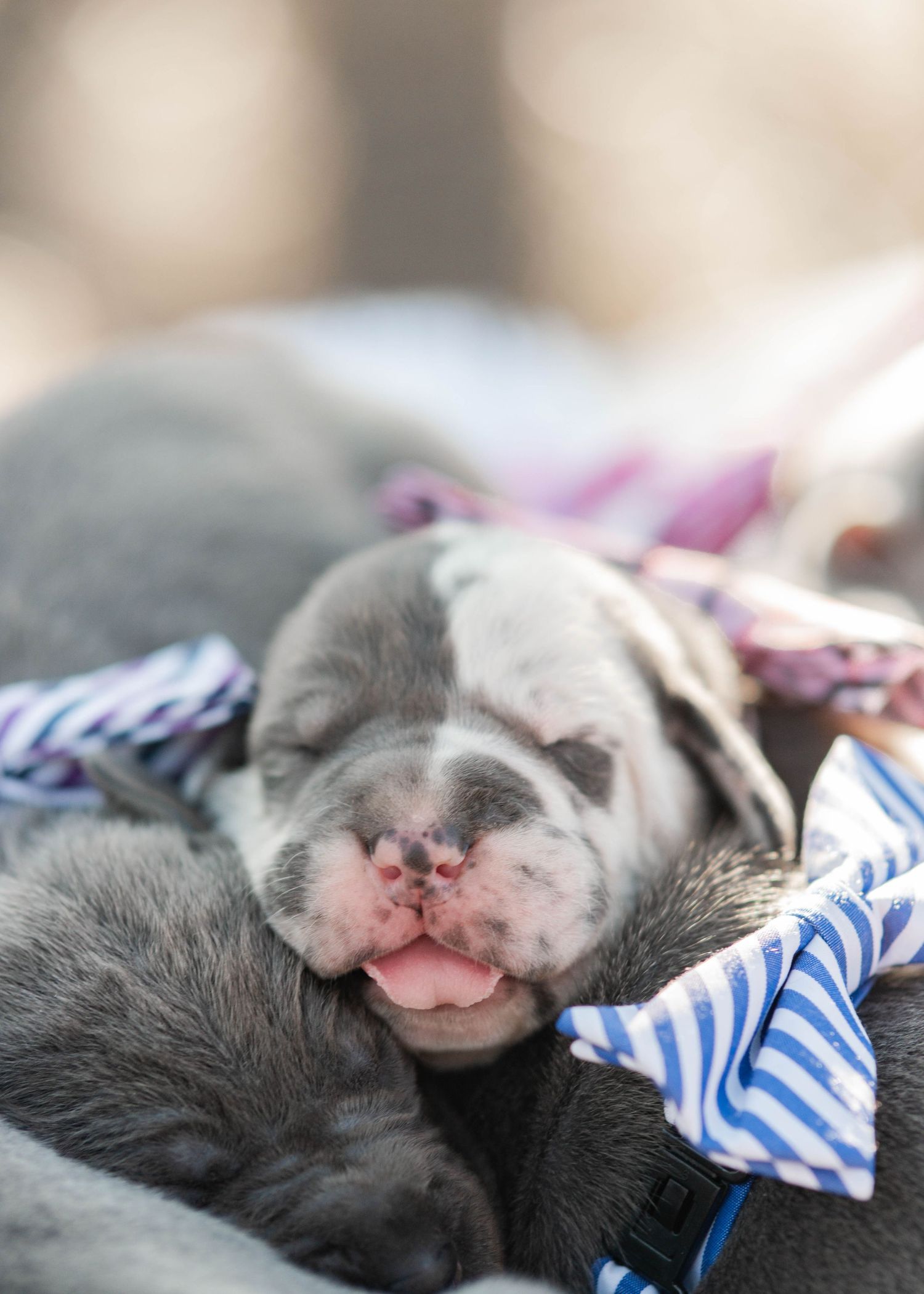 A newborn gray and white bulldog puppy sleeping with a blue striped bow.