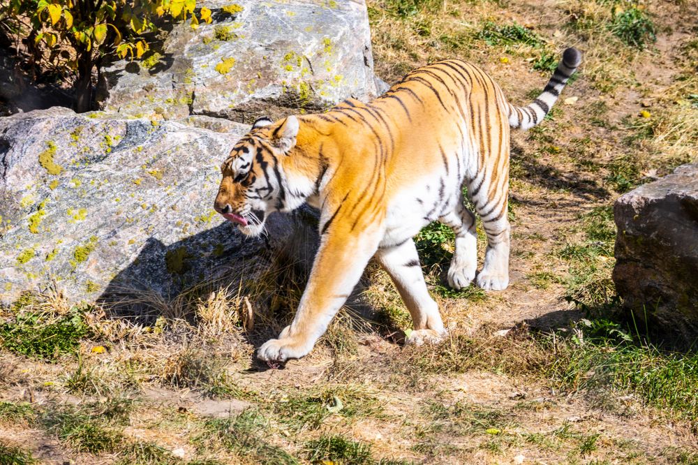 Bengal tiger walking past rocky terrain in natural habitat showing its distinctive orange and black stripes.