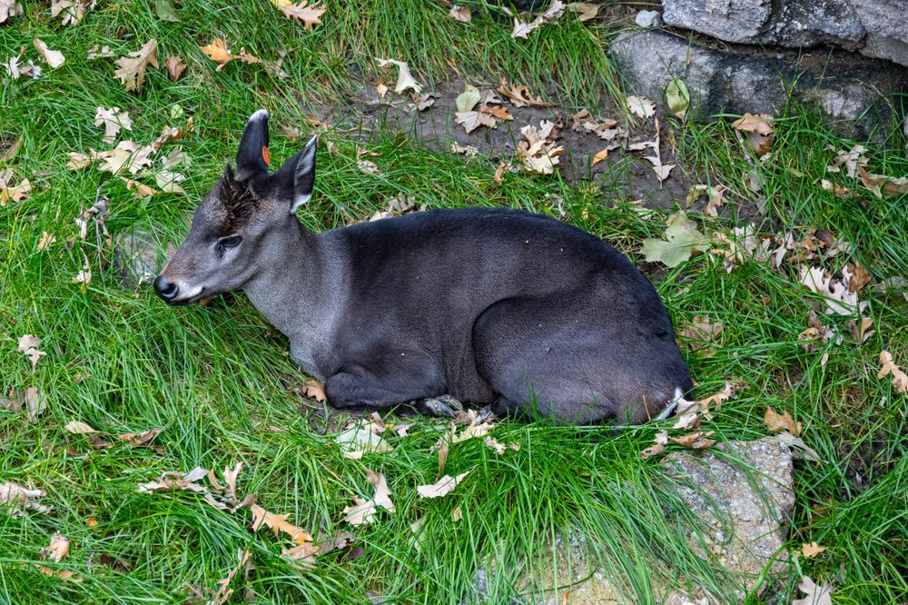 Gray duiker resting on green grass surrounded by fallen autumn leaves.