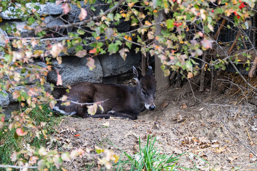 Duiker taking shelter in a natural cave-like setting among foliage and rocks.