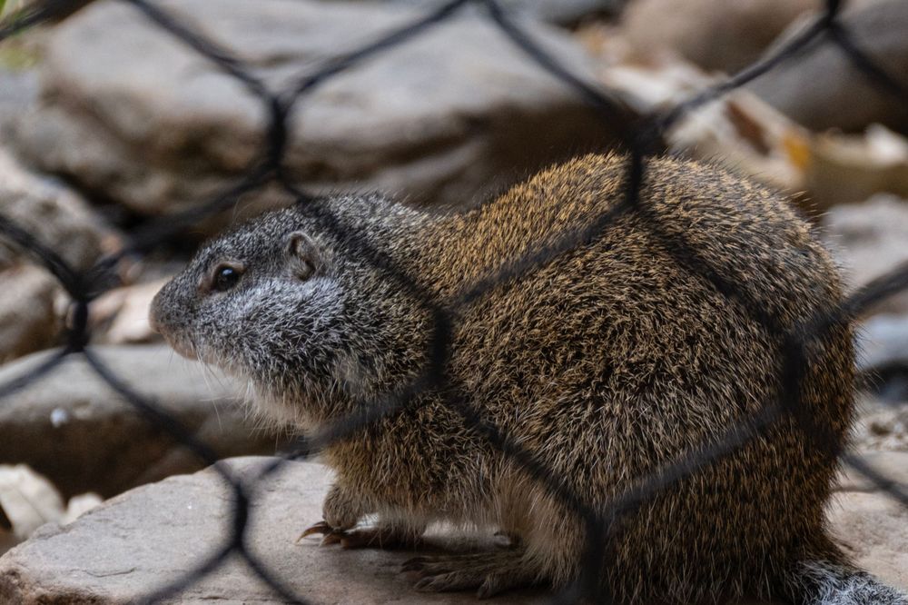 A ground squirrel sits behind a wire fence, its brown fur textured and detailed in the close-up shot.