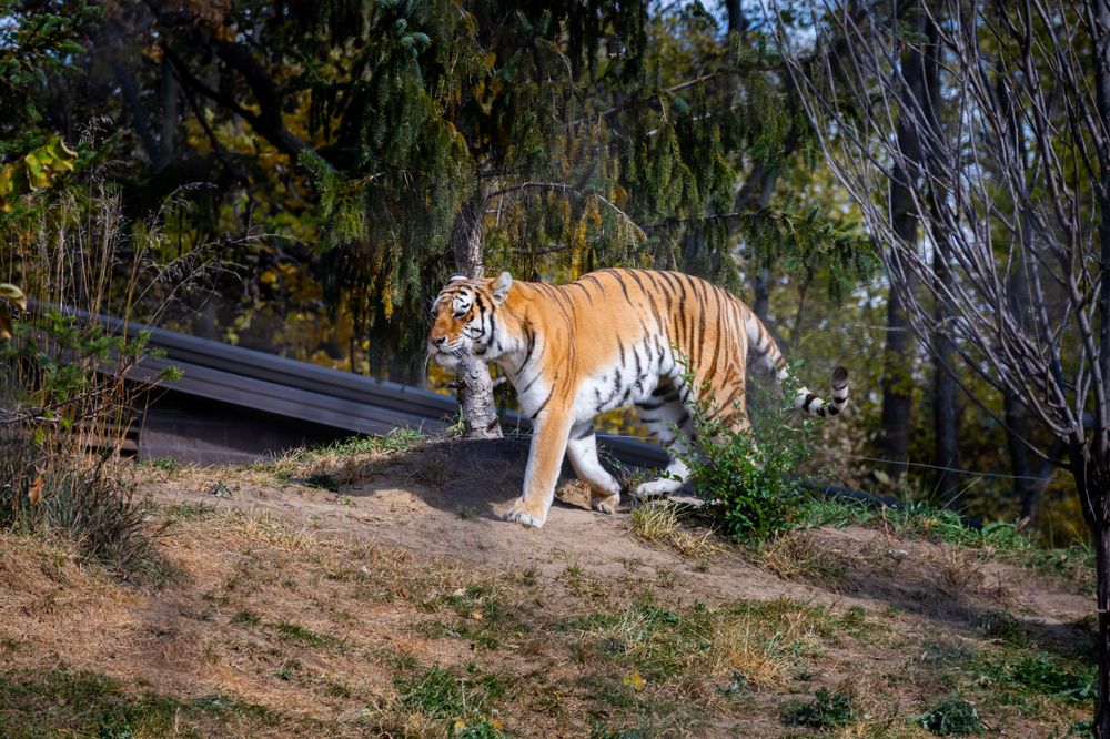 A majestic Bengal tiger walks along a dirt path surrounded by lush foliage.