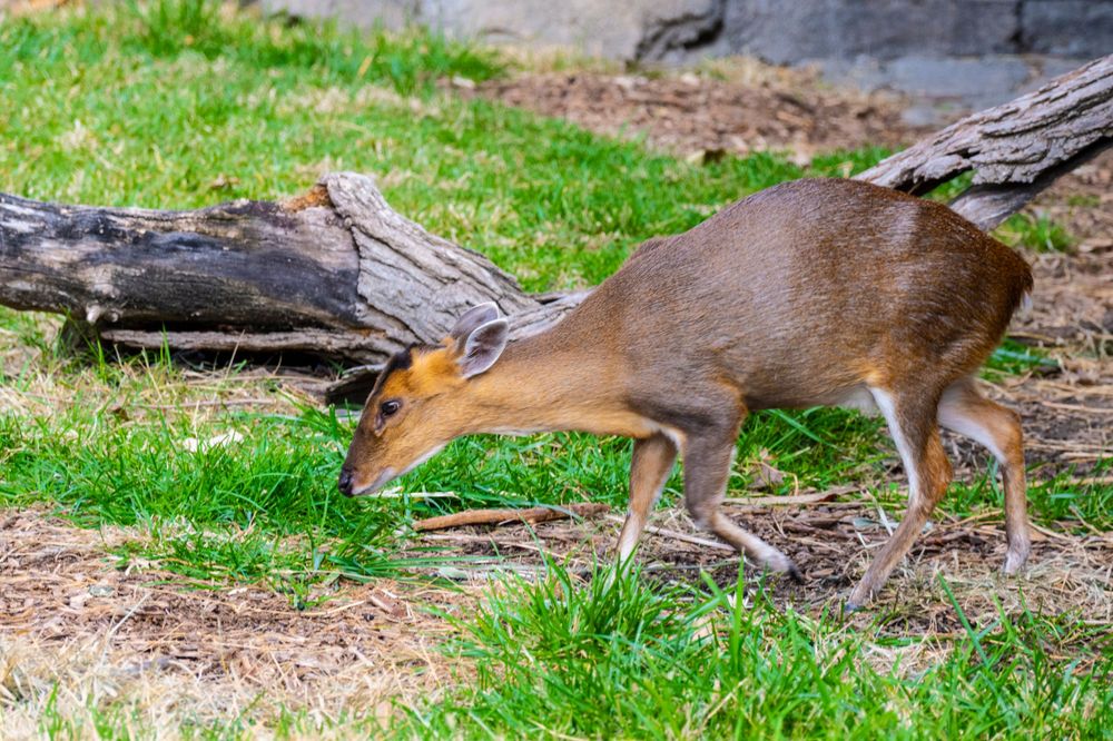 Small deer grazing on grass near fallen logs in a woodland setting.