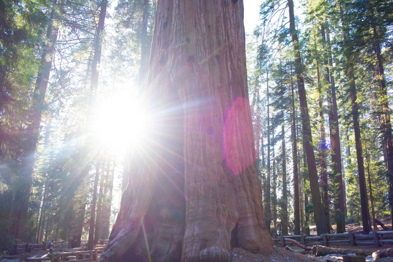 Sunlight streams through towering redwood trees in a majestic forest grove.