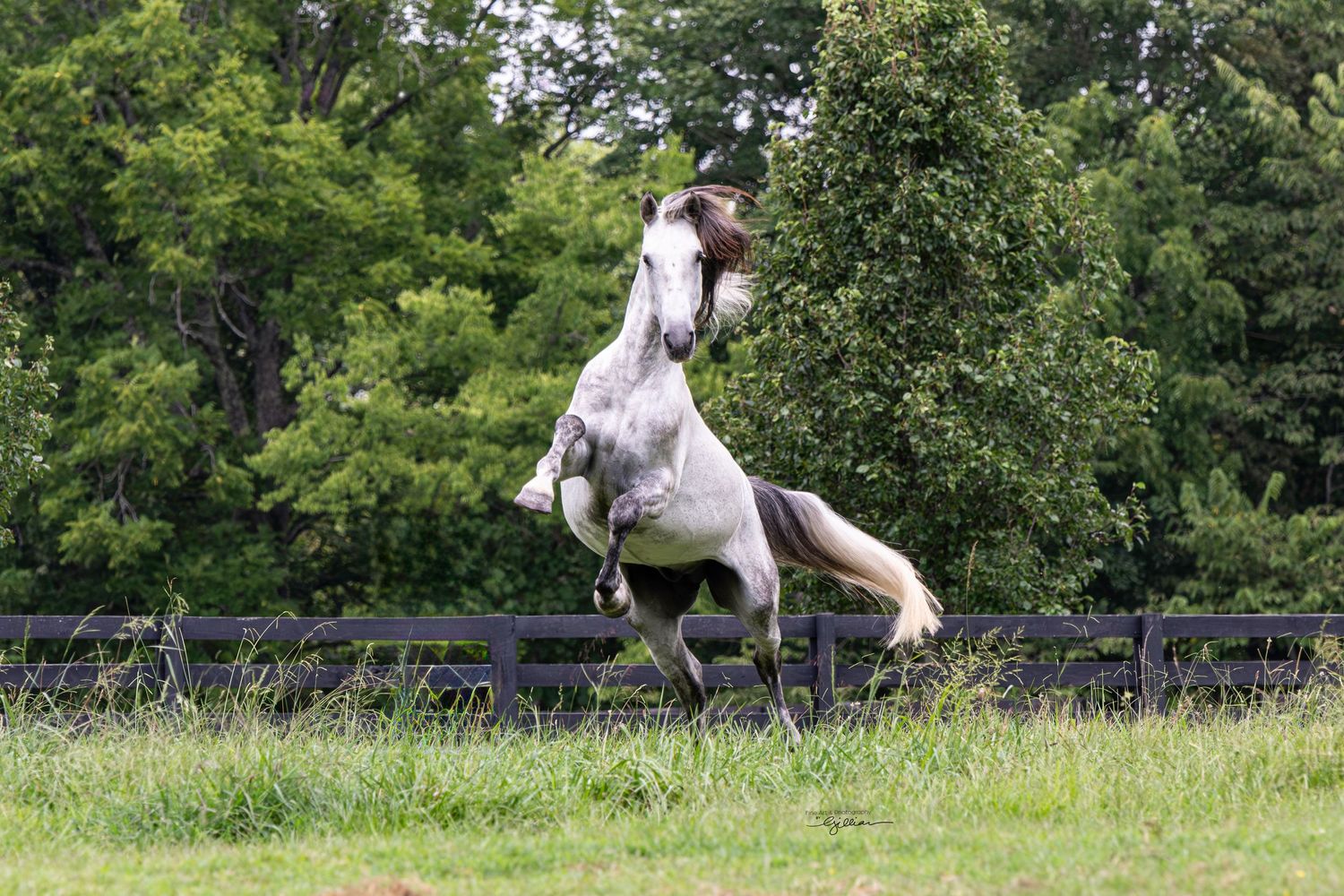 Dapple grey horse leaps gracefully in front of a fence in a green summer pasture.
