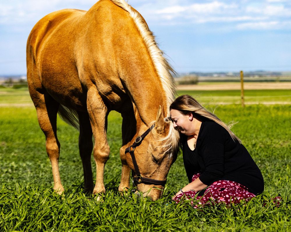 A palomino horse grazes in a green field while being observed up close. Last minute cuddles with a senior horse