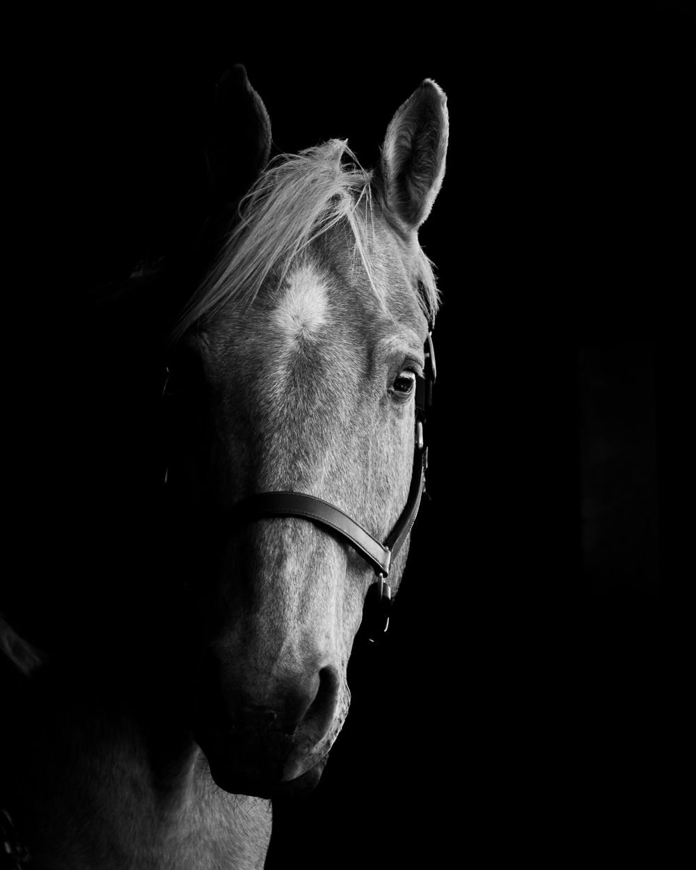 Close-up black and white portrait of a light-colored horse's face against a dark background.