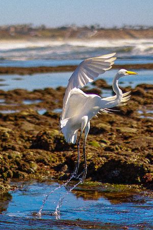White egret takes flight from rocky coastal tide pool, splashing water droplets in golden sunlight.