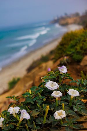 White morning glory flowers bloom on coastal cliffs overlooking turquoise waves at a Southern California beach.