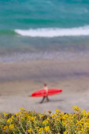 A surfer carrying a red surfboard walks along a beach with yellow wildflowers in the foreground and turquoise ocean waves.