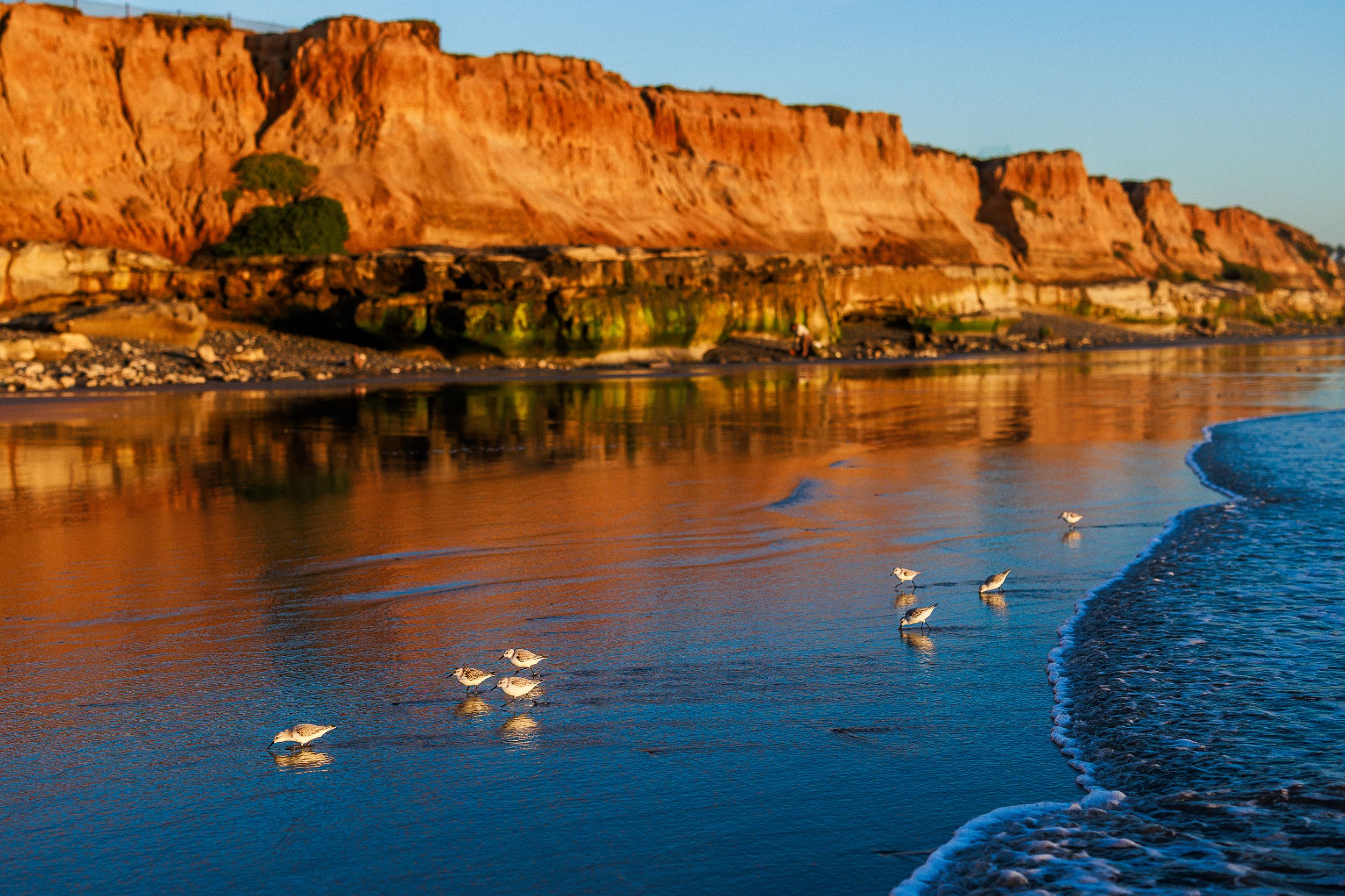 Seagulls fly over calm ocean waters alongside golden cliffs at sunset in Del Mar Beach, California.