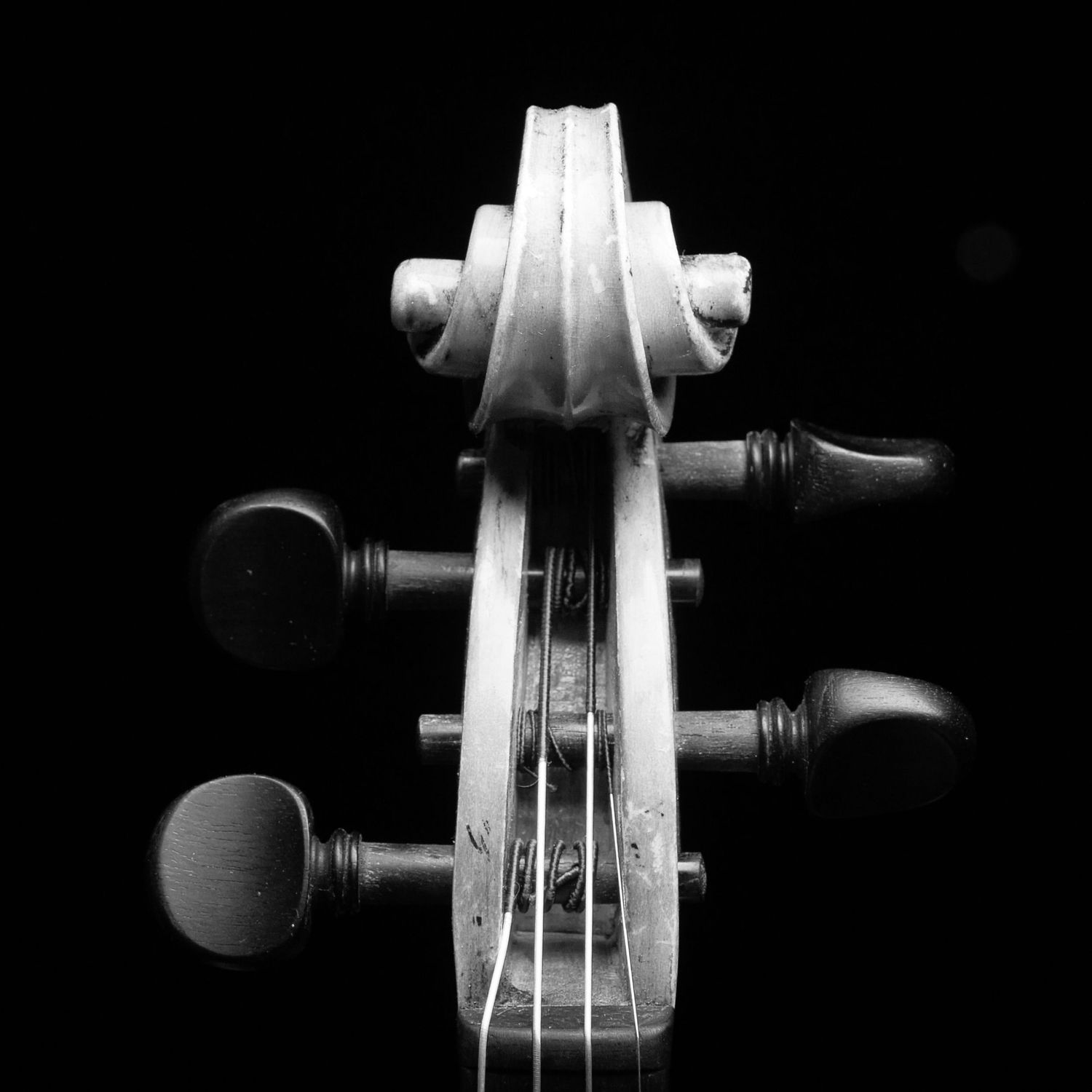 Detail of a scroll and tuning knobs from a violin in black and white