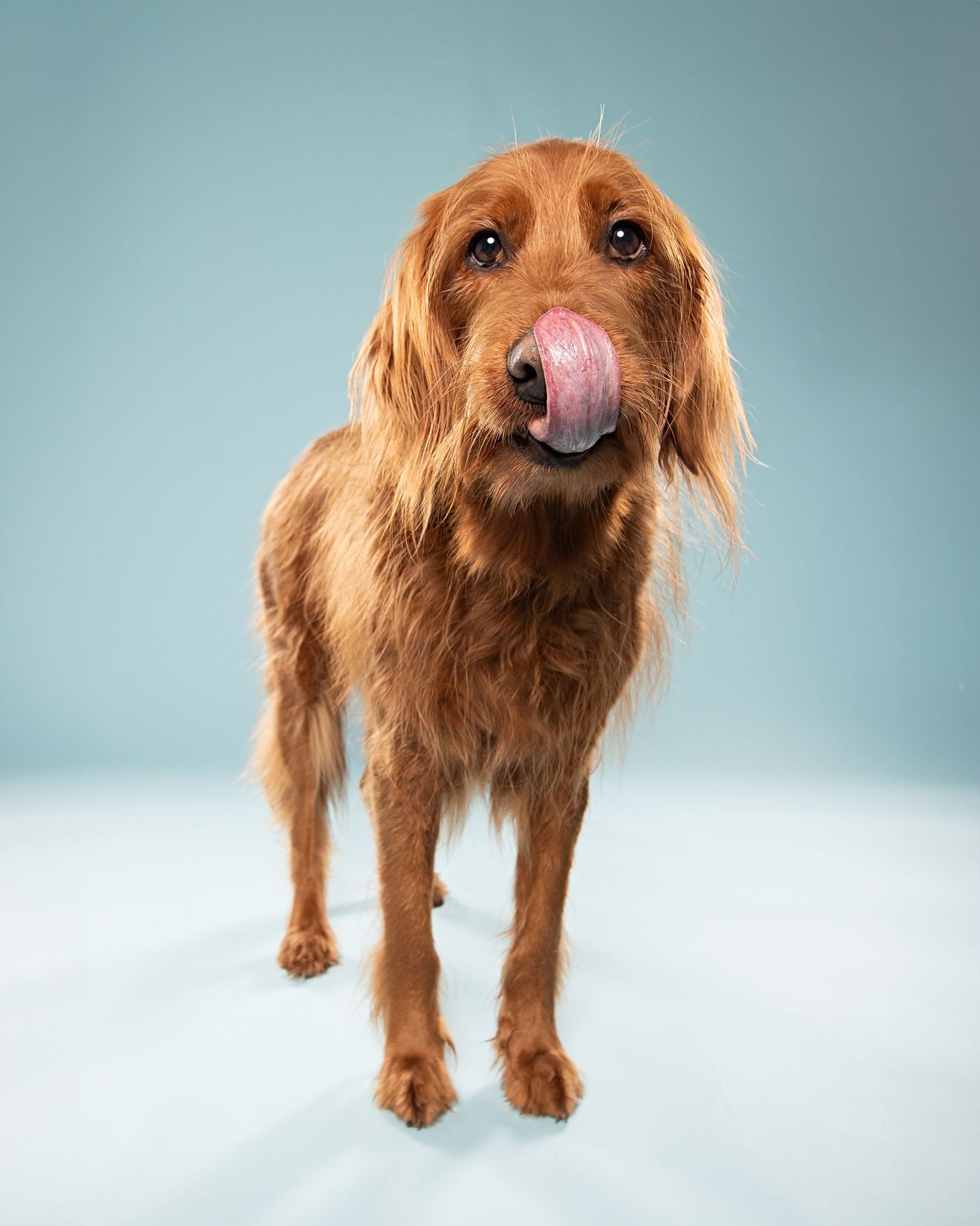 Dog Photographer Chilliwack, Chilliwack Dog Photographer, Dog Photographer, Fraser Valley Dog Photographer