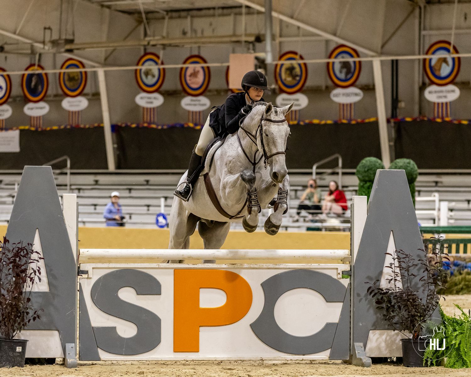 A bay horse and rider perform in an indoor competition arena with decorative plants.