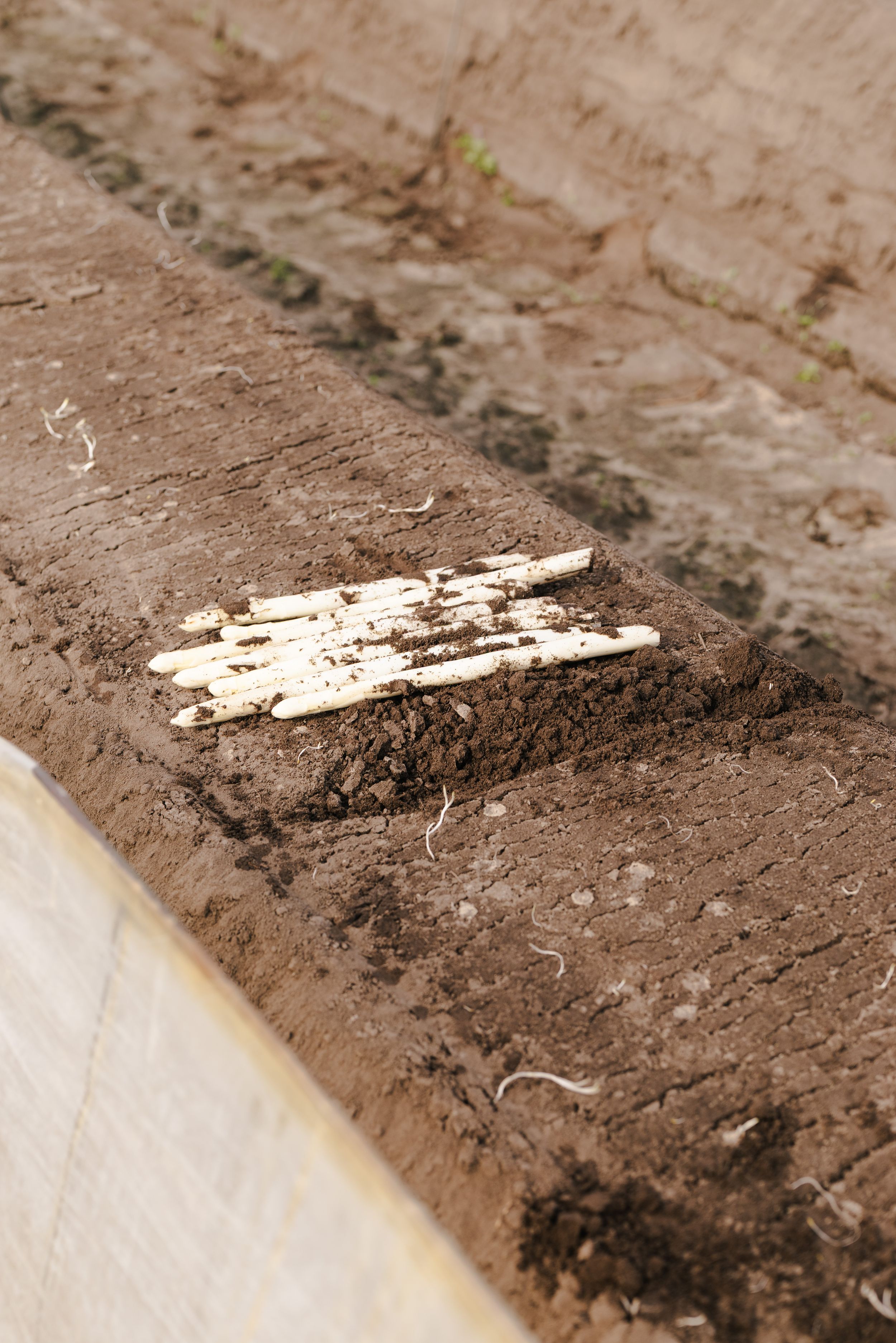 Close-up of dark brown soil with a white painted wooden stake lying on a garden bed edge.