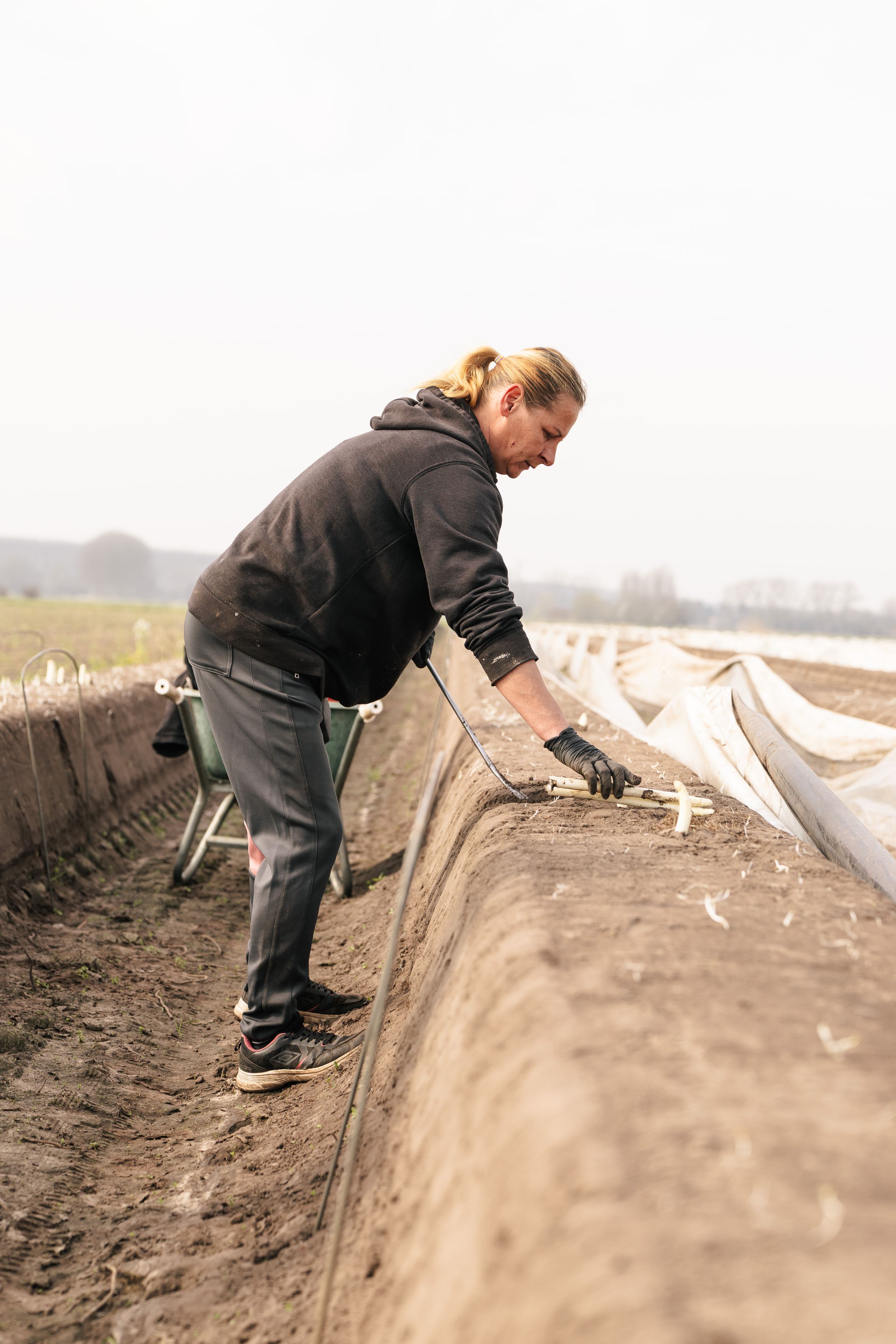 Farmer harvesting white asparagus in muddy field rows covered with plastic sheeting on overcast day.