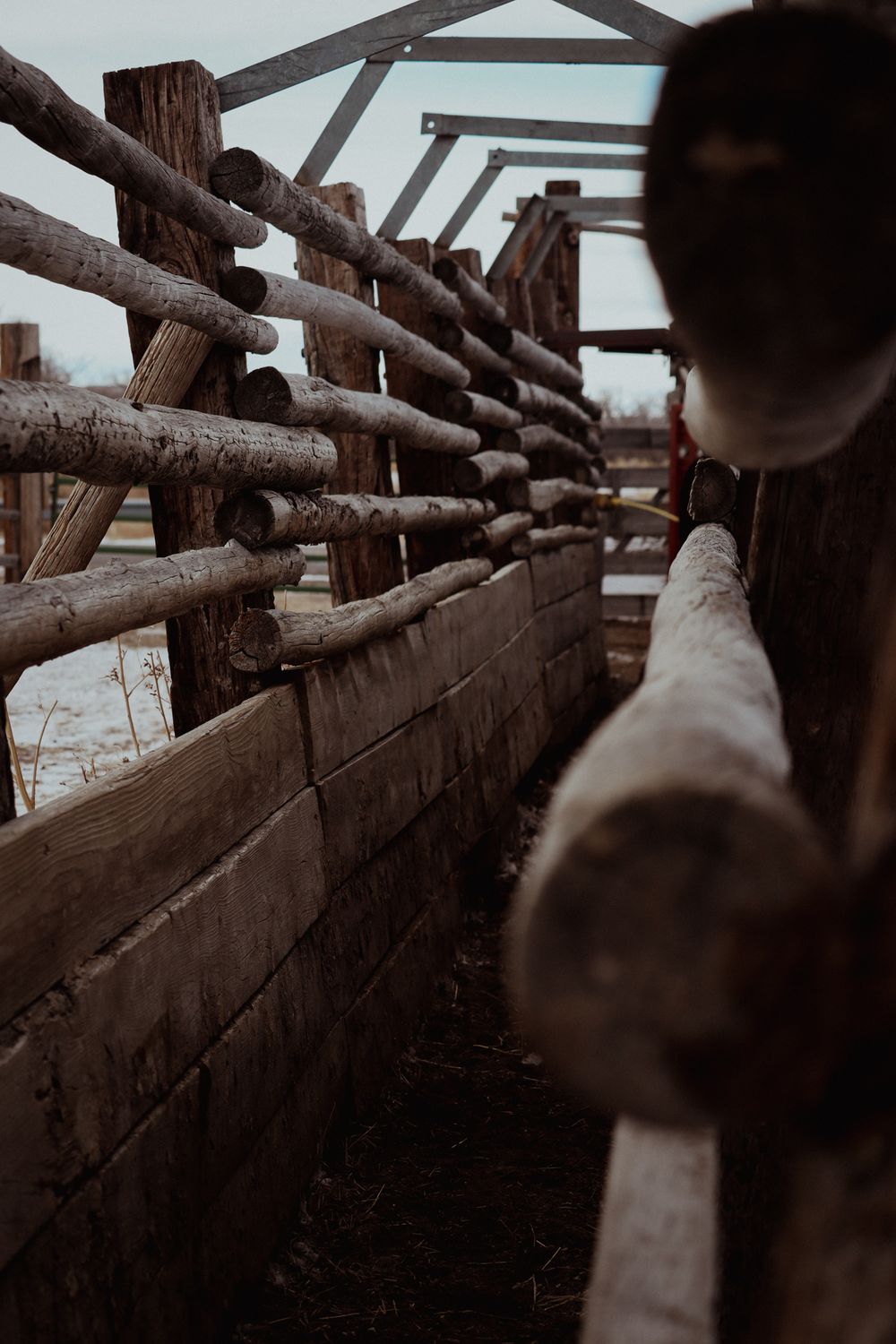 View along wooden fence rails in a rustic livestock chute or corral.