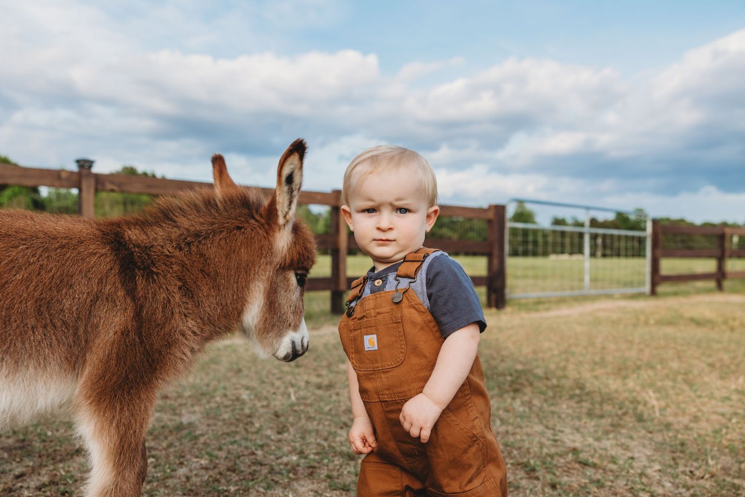 Young child in brown overalls standing near a baby donkey in a rural farm setting.