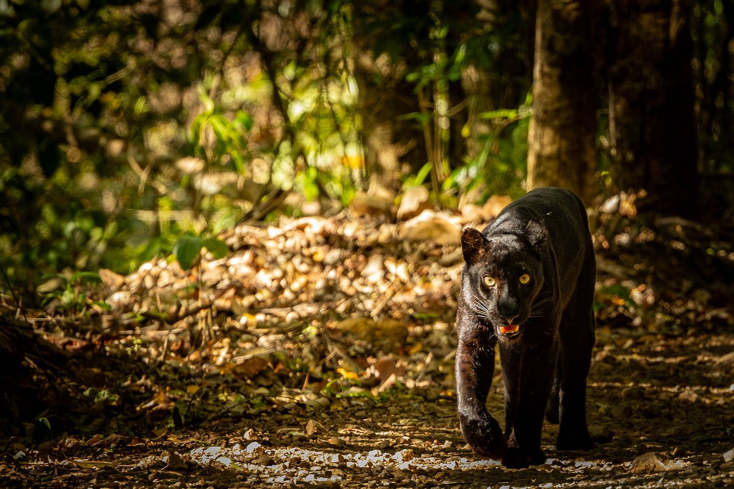Black panther walking through dappled sunlight in lush tropical forest environment.