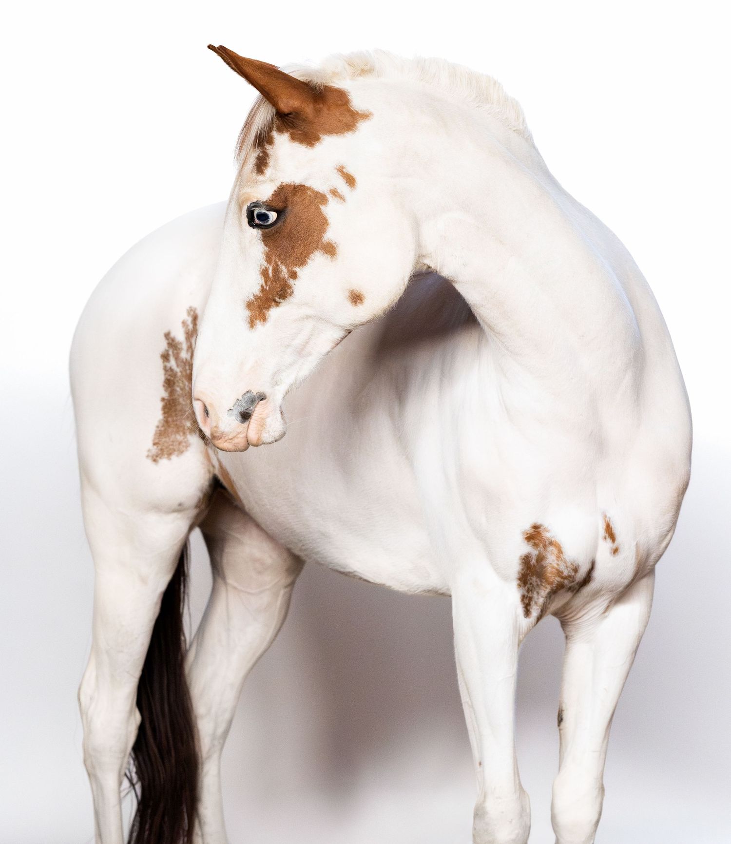 White background photoshoot of a paint horse with mobile studio elements. Copyright Amanda Barr Photography