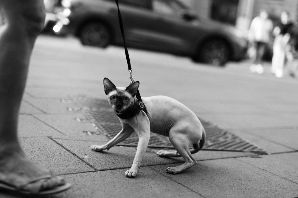 Black and white photo of a small dog on a leash sitting on a city sidewalk.
