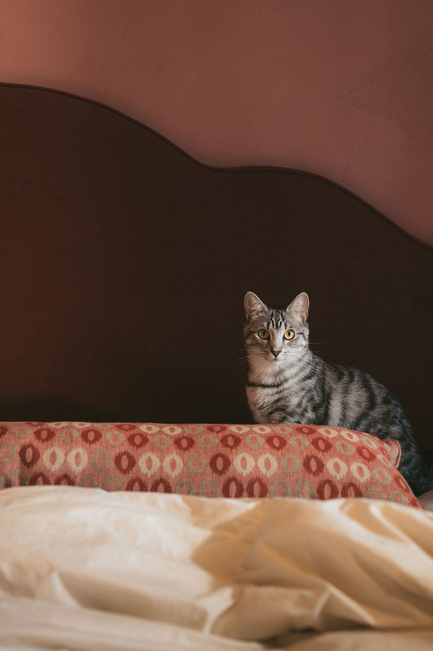 A tabby cat with striped fur sits perched on a red patterned couch with cream colored pillows in warm lighting.