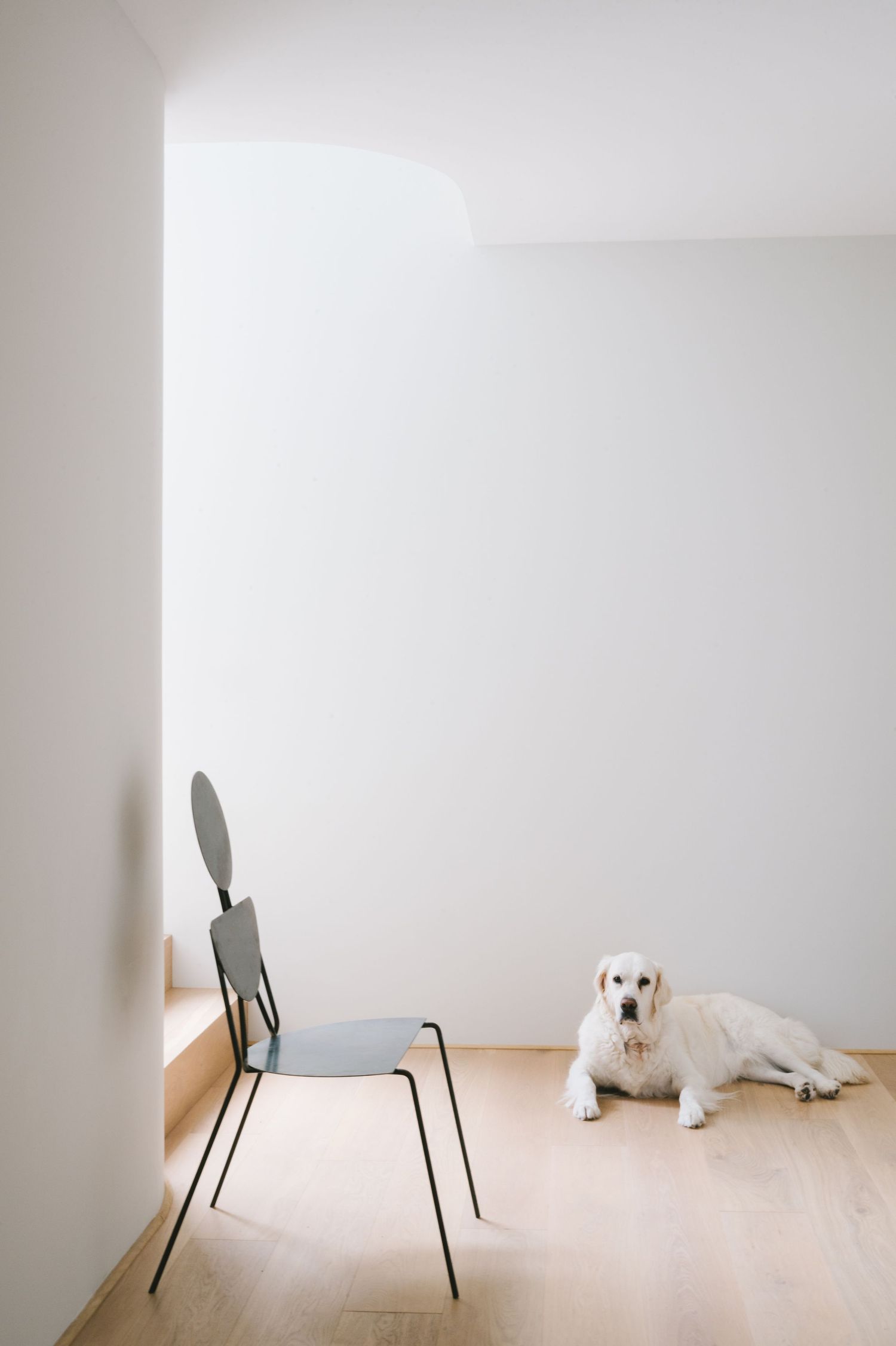 A white Labrador dog rests on a wooden floor next to a minimalist metal chair in a bright, stark room.