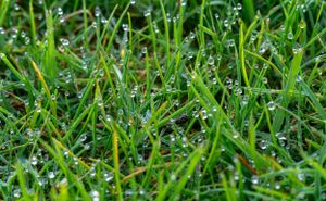 Close-up of green grass blades covered with numerous tiny water droplets. The droplets are scattered across the grass.